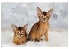ABYSSINIAN CAT FOR SALE