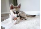 Alaskan klee kai for sale