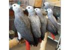 African Grey Parrots: Healthy, Hand-Trained, Affordable Pets