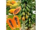 Cultivate Tropical Delights: Grow Your Own Mexican Papayas