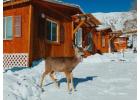 Escape to Nature's Wonderland: Discover Charming Cabins in Yellowstone!