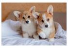 Corgi Puppies in Chicago, IL – Healthy AKC Pembroke Welsh Corgis
