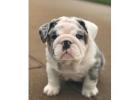Englische Bulldoggen Welpen Zu Verkaufen – Liebevolle Bulldoggen Für Die Ganze Familie