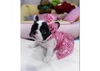 Wunderschöne Englische Bulldoggen Welpen Suchen Ein Neues Zuhause