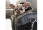 Premium Französische Bulldoggen – Seriös & Verantwortungsvoll!