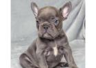 Gesunde Mini Bulldoggen & Englische Welpen – Jetzt anfragen!