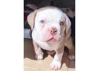 Reinrassige Englische Bulldoggen – Direkt vom Spezialisten!