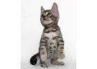 Wildschöne Bengal Katzen – Züchter direkt, mit Stammbaum