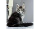 Maine Coon Kätzchen kaufen – Reinrassig, gesund & sozialisiert