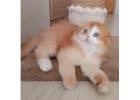 Scottish Fold Kätzchen zu verkaufen – Einzigartig mit Knopfohren