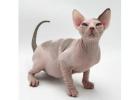 Sphynx-Kätzchen mit Charakter – Ihr neues Familienmitglied wartet