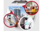Pest Control Penrith | Bug Free Pest Control