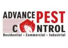 Bed bug control Vancouver